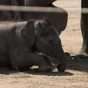 Baby elephant lays down