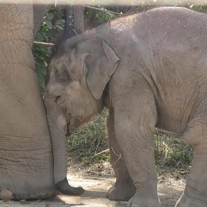 Baby elephant placing her head on mom's leg
