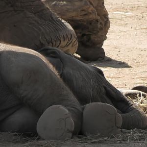 Baby elephant lays on the ground