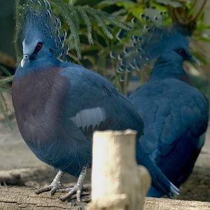 Victoria crowned pigeons - May 7, 2025