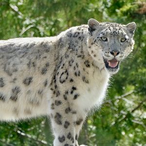 Snow leopard, Pemba (m) - May 7, 2025