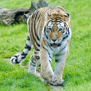 Amur tiger, Mazy (f) - May 7, 2025
