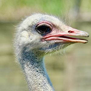 Ostrich, Omelette (m) - May 7, 2025