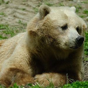 Grizzly bear, Shintay (f) - May 27, 2025