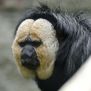 White-faced saki (m) - May 27, 2025