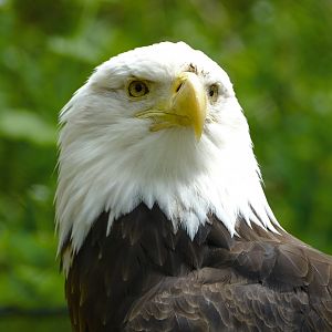 Bald eagle - May 27, 2025