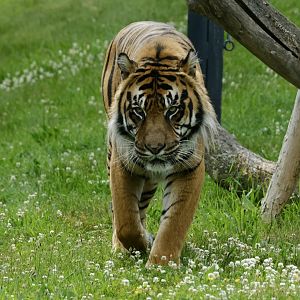 Sumatran tiger, Hari (m) - June 26, 2025