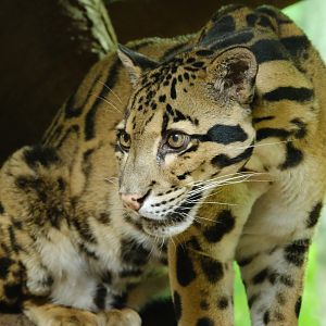 Clouded leopard - June 26, 2025