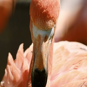 American flamingo - July 22, 2025