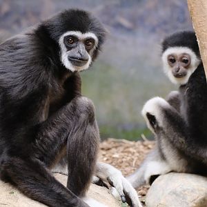 White-handed gibbon - July 22, 2025