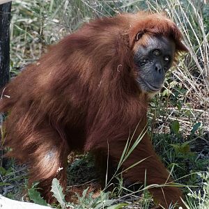 Sumatran orangutan, Puppe (f) - August 18, 2025