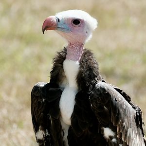 White-headed vulture, Lloyd (m) - August - 18, 2025