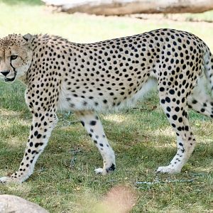 Cheetah - August 18, 2025