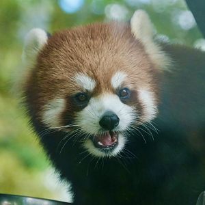Red panda - August 26, 2025