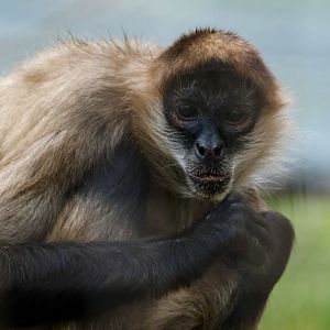 Black-handed spider monkey - August 26, 2025