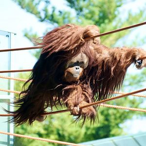 Sumatran orangutan (m) - August 18, 2025