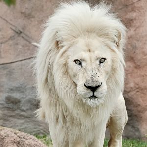 White lion, Fontana (m) - August 26, 2025