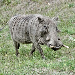 Warthog - August 26, 2025