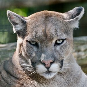 Cougar - August 18, 2025