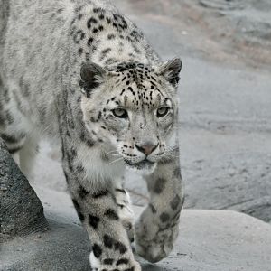 Snow leopard, Pemba (m) - August 29, 2025