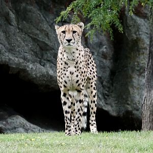 Cheetah - August 29, 2025