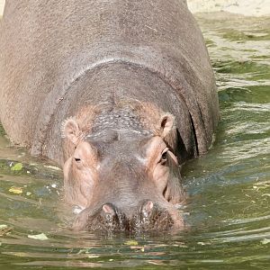 River hippo, Perky (f) - August 29, 2025