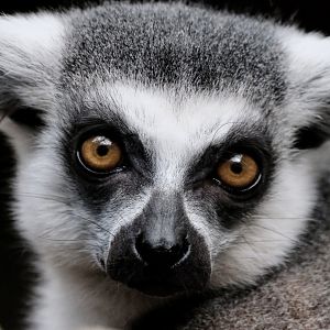 Ring-tailed lemur - August 29, 2025