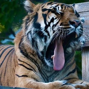 Sumatran tiger, Hari (m) - August 29, 2025