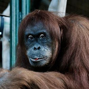 Sumatran orangutan, Sekali (f) - August 29, 2025