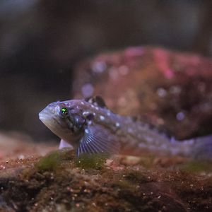 White Spotted Greenling