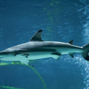 Blacktip Reef Shark (Winona)