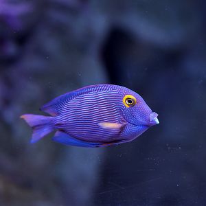 Yellow Eye Kole Tang