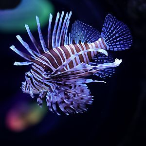 Volitan Lionfish