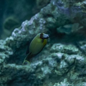 Chocolate Mimic Tang