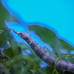 Scribbled Pipefish