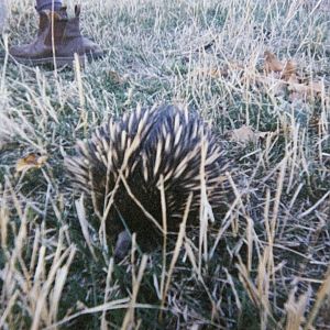 Short-beaked Echidna