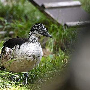 Knob-billed duck