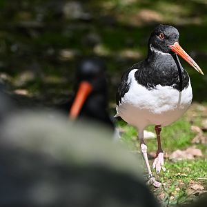 Eurasian oystercatcher