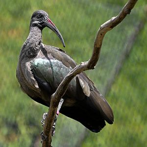 Hadada ibis