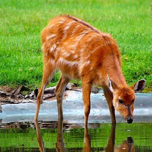 Sitatunga