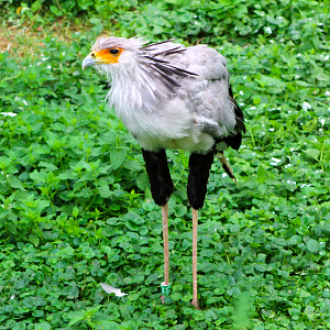 Secretary Bird