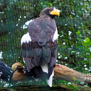 Steller's Sea Eagle