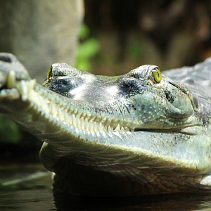 Indian Gharial