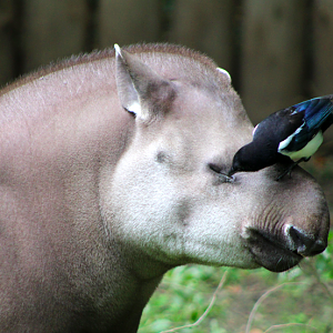 Symbiotic Relationship