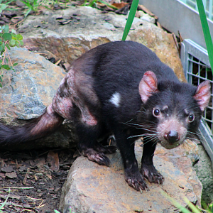 Tasmanian Devil