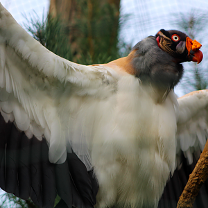 King Vulture