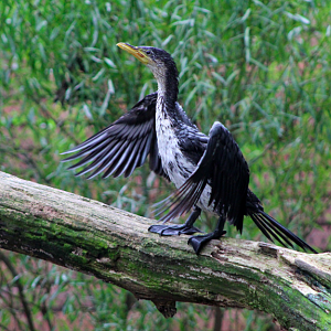 Little Pied Cormorant