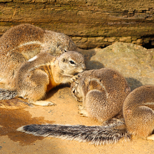 Cape Ground Squirrels