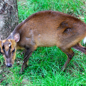 Reeve's Muntjac