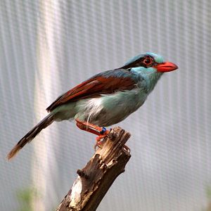 Indochinese Green Magpie